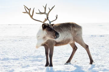 Fotobehang Rendier Rendieren in de winter toendra