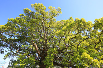 徳島県東みよし町　加茂の大クス