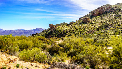 Mountains in the desert landscape with its many Saguaro cactuses and other cacti and shrubs along the Bartlett Dam Road in Tonto National Forest in Maricopa County Arizona USA