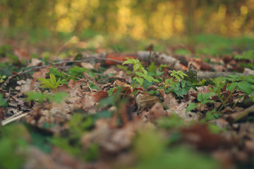 Spring is a green nature in the forest illuminated by the sunlight of the morning.