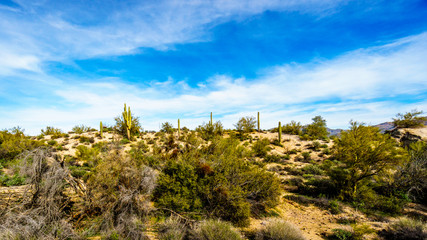 Semi desert landscape and distant mountains under blue sky in Tonto National Forest  in the Arizona Desert in the United States.