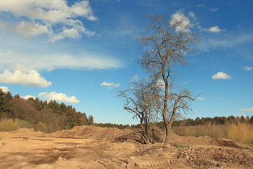 Landscape of a dry tree against a forest background.