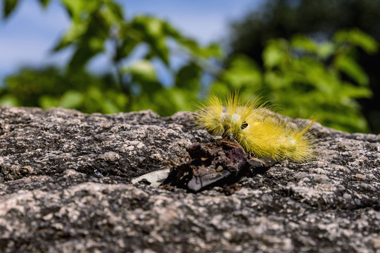 Yellow furry caterpillar on stone