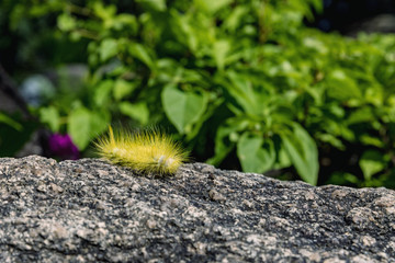 Yellow furry caterpillar on stone