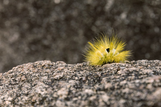 Yellow Furry Caterpillar On Stone