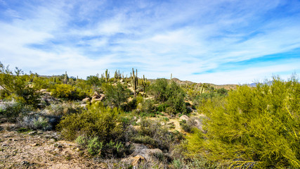 Fototapeta premium The semi desert landscape with its many Saguaro cactuses and other cacti and shrubs in Tonto National Forest in Maricopa County Arizona USA