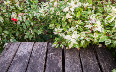 Wooden deck in a garden with green plants
