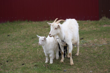 Obraz premium A goat with goats will go to the yard