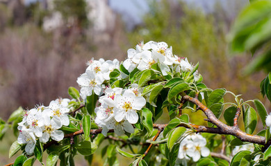Wild pear tree flowers