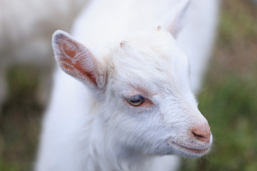Fototapeta premium A goat with goats will go to the yard