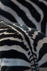 Fototapeta na wymiar Zebra sticks next to each other, close up