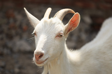 A goat with goats will go to the yard