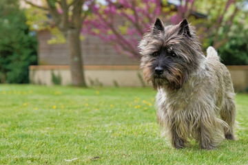 Cairn terrier, chien dans jardin qui observe sa cible