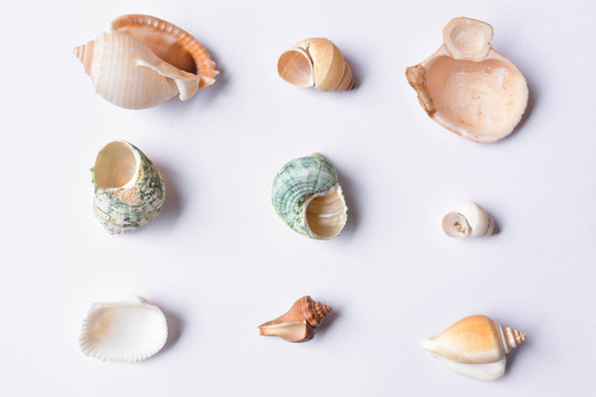Group of shell on white background
