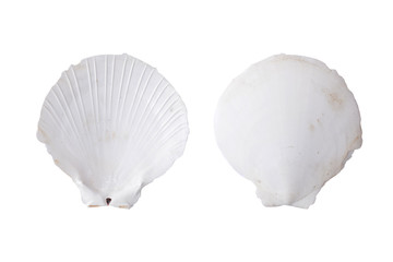 Group of shell on white background