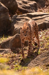 チーター