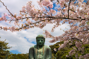 The Great Buddha and cherry blossoms in Kamakura Japan.  Located in Kamakura, Kanagawa Prefecture Japan.