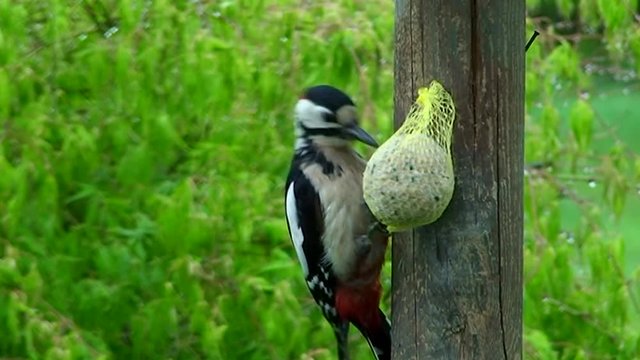 Der Buntspecht am Meisenkn&ouml;del vertreibt einen l&auml;stigen Sperling (Gro&szlig;aufnahme)