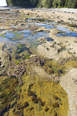 Tidal pools. Botanical Beach, Vancouver island, BC, Canada