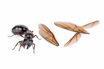 A Big black ant with giant opened jaws looking straight forewards at you. ready to bite.