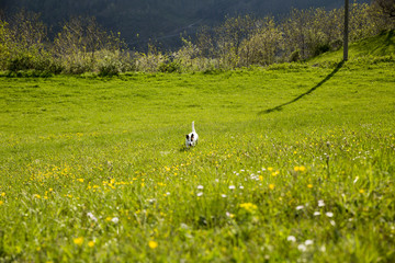 Walking