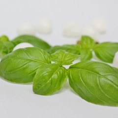 Basil and mozzarella on white background