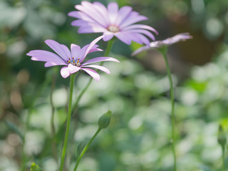 Fototapeta premium Margherita viola selvatica