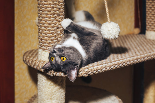 Funny gray cat sitting and playing on the scratching post head over heels