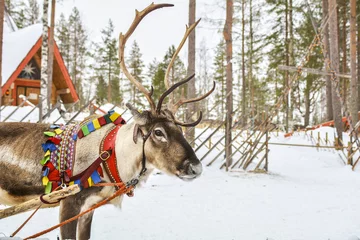 Foto auf Alu-Dibond Reindeer in Lapland © Medeya