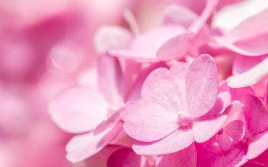 Abstract of pink hydrangea flowers.