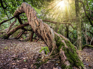 Waldszenerie mit wunderschönem Sonnenschein