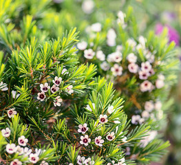 The beautiful Flowers in a flower greenhouse