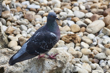 Florida Rock Pigeon