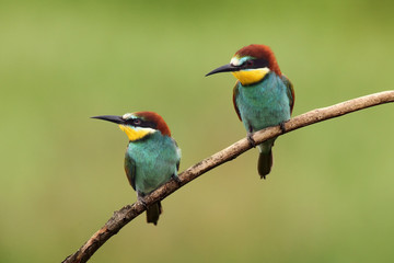 The European bee-eater (Merops apiaster) a pair on a branch with a green background