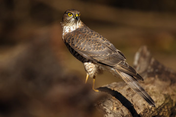 The Eurasian sparrowhawk (Accipiter nisus) on the trunk