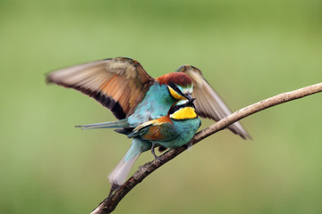 The European bee-eater (Merops apiaster) mating pair on tree