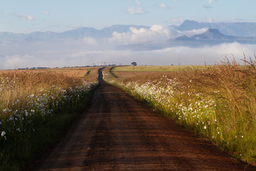 Road in Drakensberg with cosmos flowers