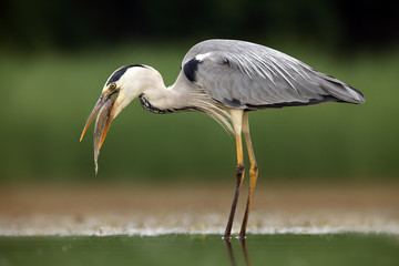 The grey heron (Ardea cinerea) with caught fish with green background