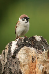 The Eurasian tree sparrow (Passer montanus) sitting on the dry trunk with green background