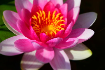 Pink Lotus - Seerose - Harmonie im Gartenteich - Water lily