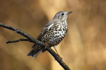 The mistle thrush (Turdus viscivorus) sitting on the branch with brown background