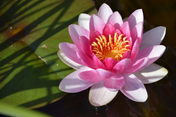 Pink Lotus - Seerose - Harmonie im Gartenteich