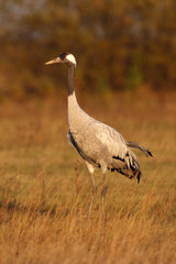 The common crane (Grus grus), also known as the Eurasian crane, in the morning sun