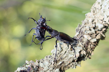 Stag beetle (Lucanus cervus) ,male carrying female