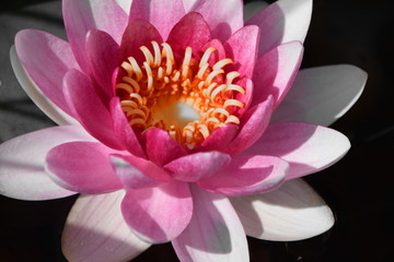 Pink Lotus - Seerose - Harmonie im Gartenteich
