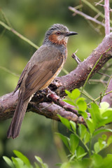 The brown-eared bulbul (Hypsipetes amaurotis) sitting on the branch