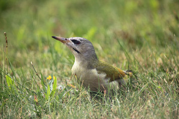 The grey-headed woodpecker (Picus canus) female sitting in the grass
