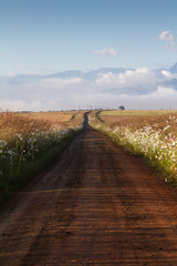 Fototapeta premium Road in Drakensberg with cosmos flowers