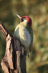 The European green woodpecker (Picus viridis) on the dry branch