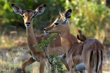 The red-billed oxpecker (Buphagus erythrorhynchus) on the impalas back with open beak